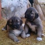 Diyarbakır Satılık Sivas Kangal Köpekleri